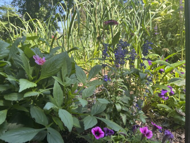Transform your tiny garden into a lush haven with these creative tips